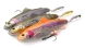 SG 4D Spin Shad Trout detail