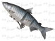 Ripper DAM Effzett Natural Whitefish - Whitefish